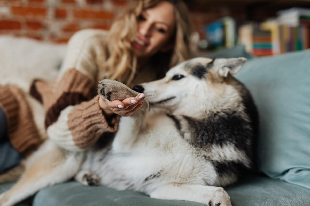 home-remedies-for-sore-dog-paws-beaver-island-hemp-beaver-island