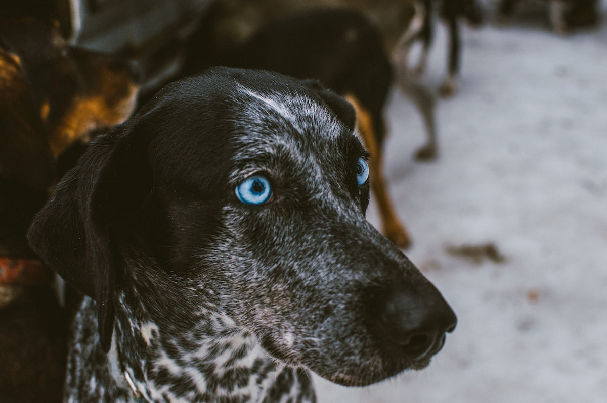 how-to-calm-a-restless-dog-at-night-nighttime-tips-beaver-island